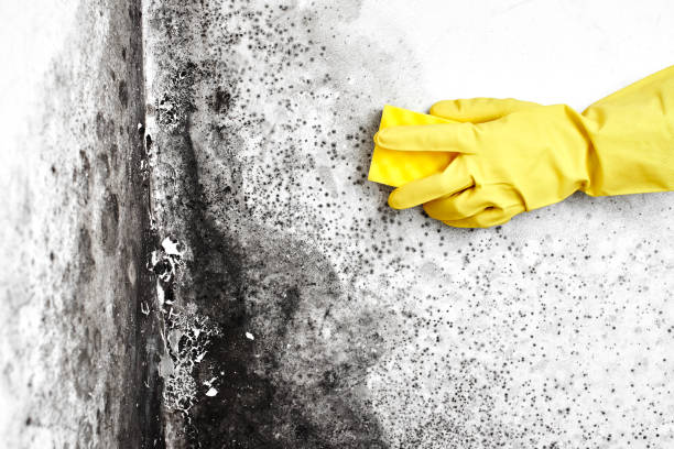Certified Mold Removal in Villa Rica, GA