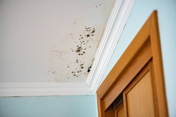 Best Crawl Space Mold Removal  in Villa Rica, GA