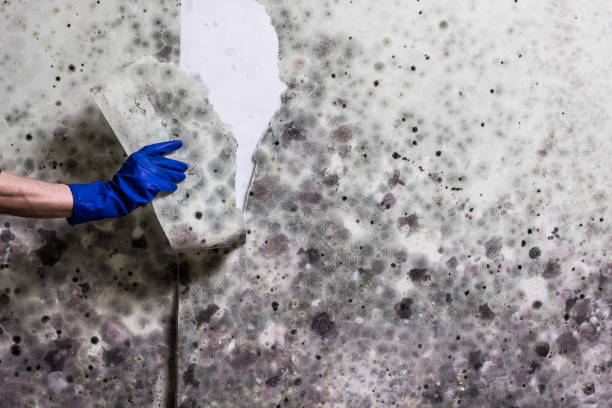 Best Mold Removal Company Near Me  in Villa Rica, GA